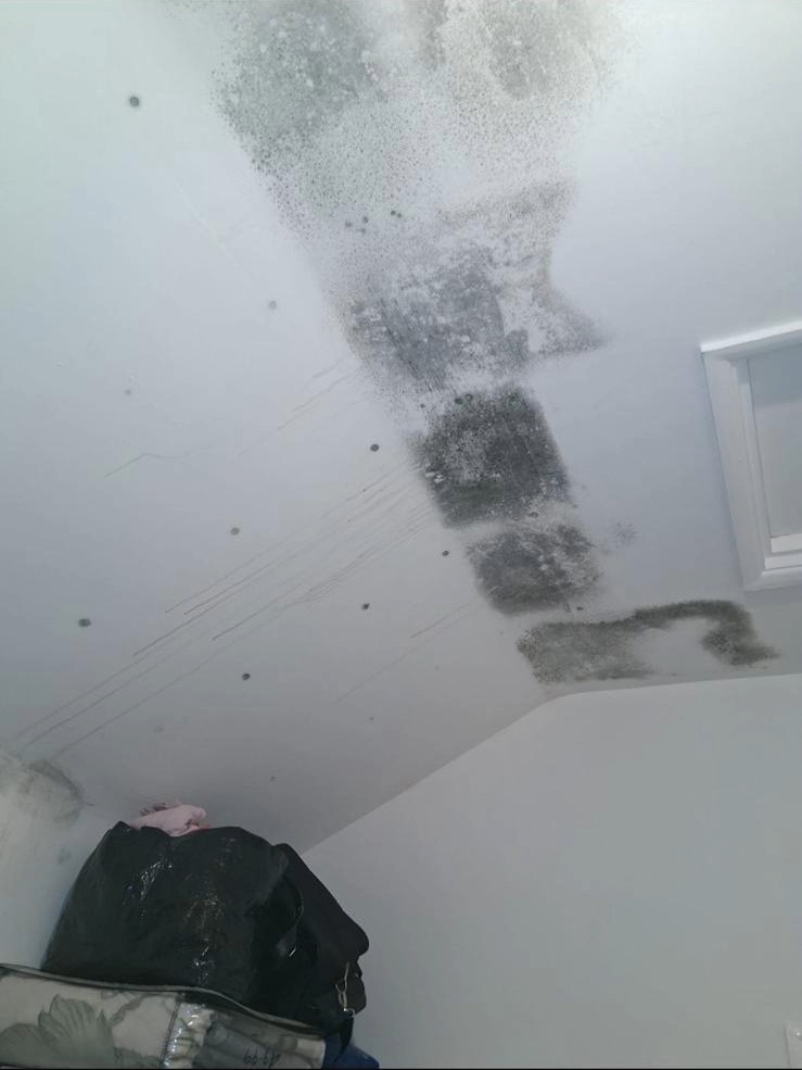 Mould treatment and cleaning